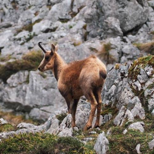 Nemrod à Fréland, le gibier alsacien