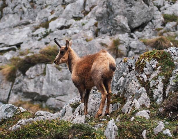 Nemrod à Fréland, le gibier alsacien