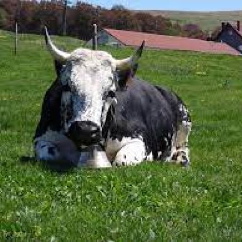 Nemrod, producteur de gibier à Fréland en Alsace