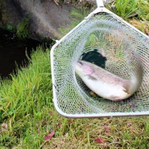 Le gibier alsacien à Fréland : Nemrod