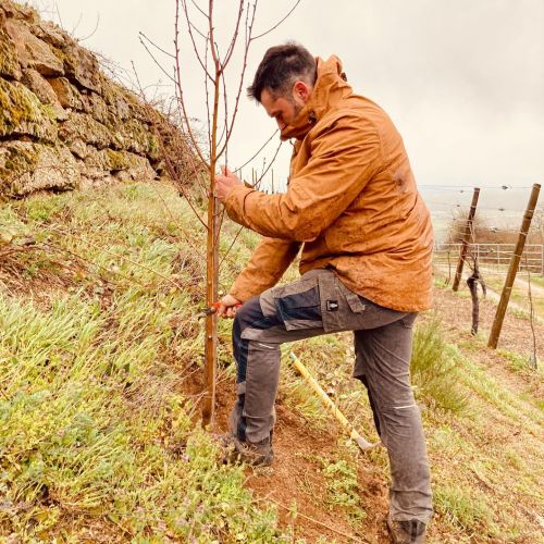 Domaine Muller Koeberlé