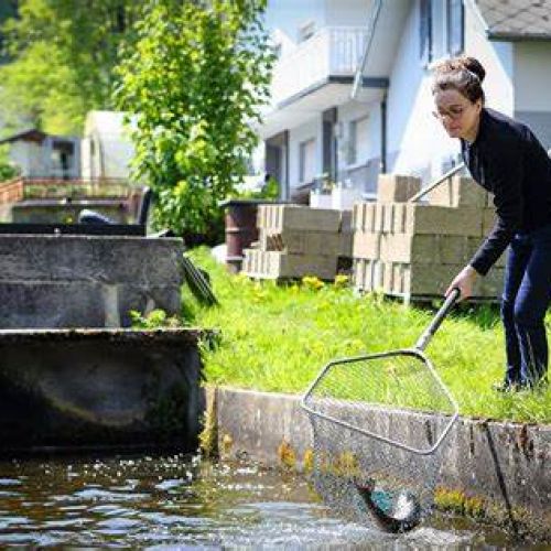 Nemrod, producteur de gibier à Fréland en Alsace